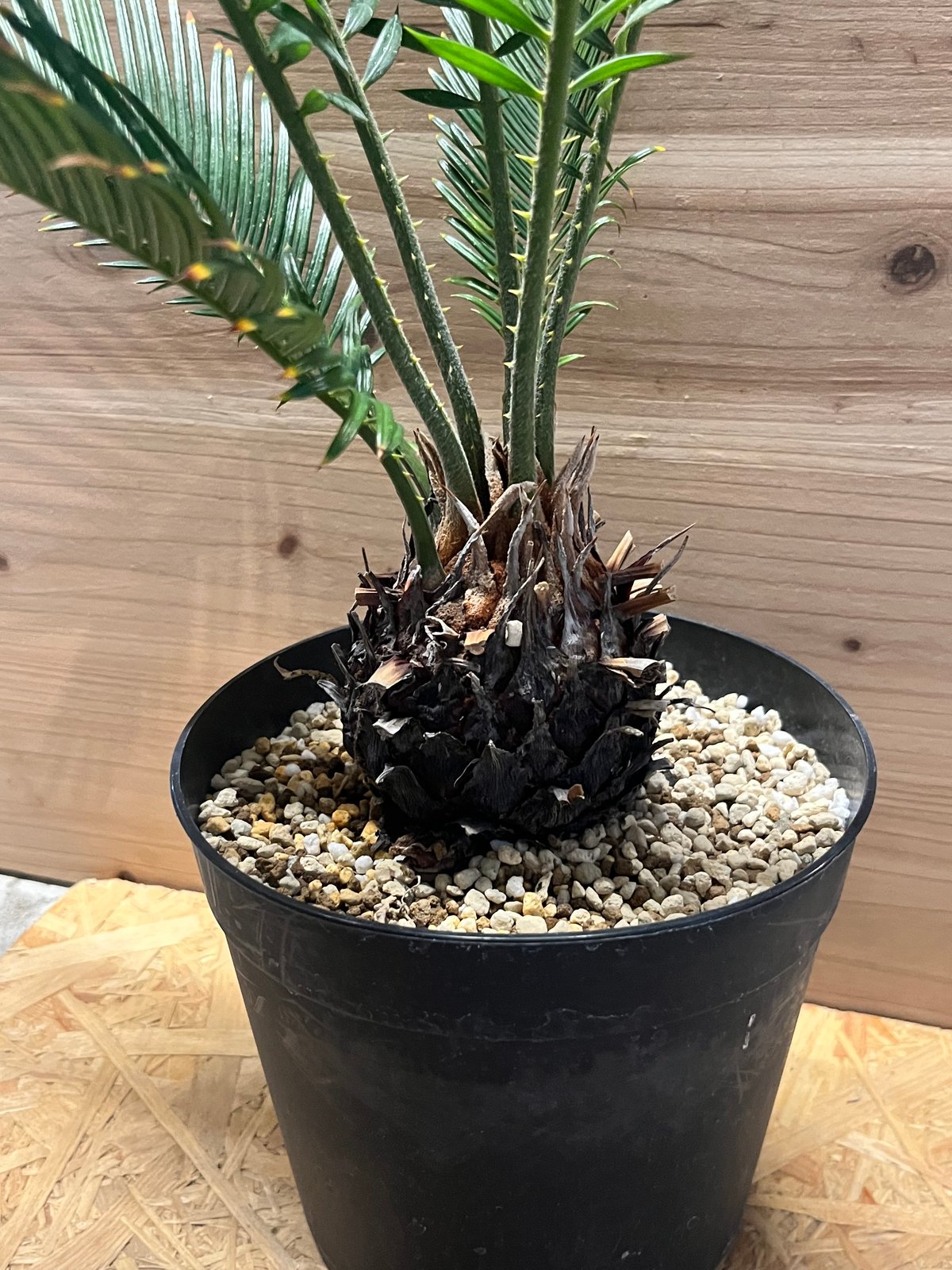 金環ソテツ カキコ9株❗ 金環ソテツ カキコ9株❗ 金環ソテツ5号鉢植え