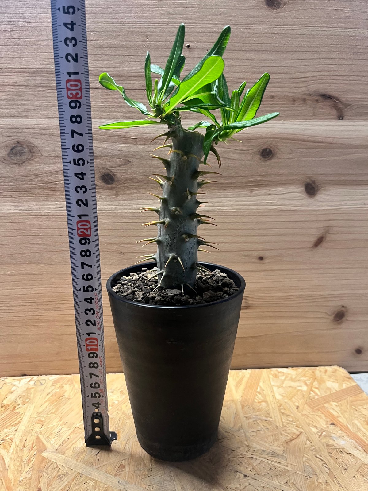 パキポディウム　アンボンゲンセ パキポディウム アンボンゲンセ | GREEN LUCK