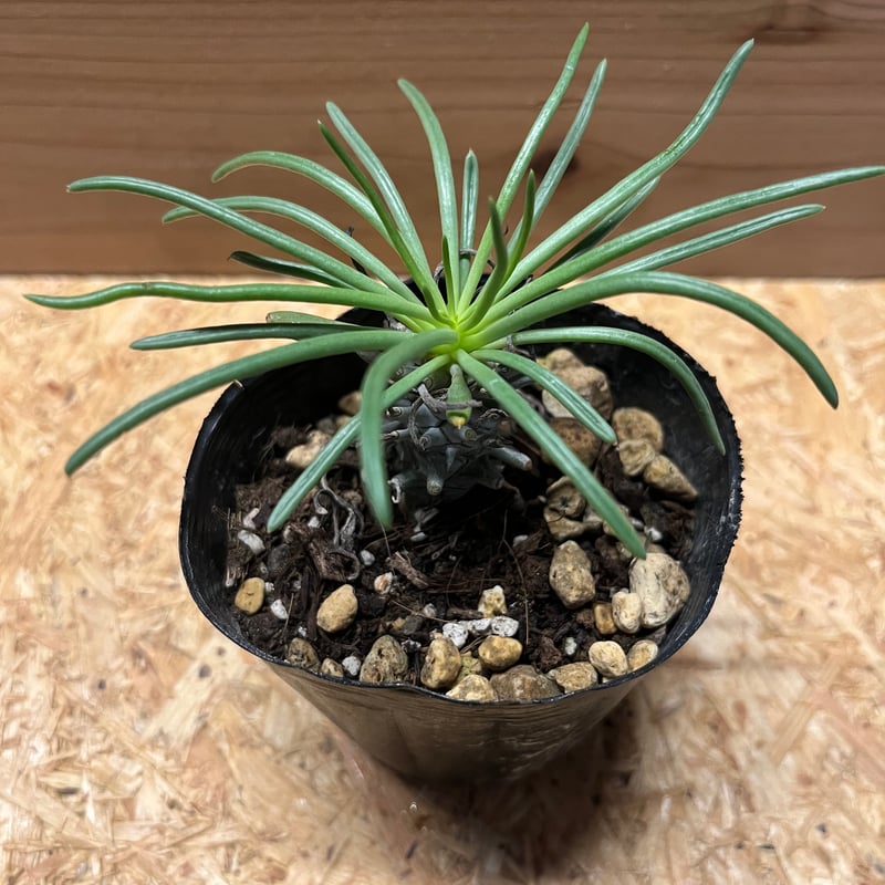 チレコドン ワリチー | GREEN LUCK