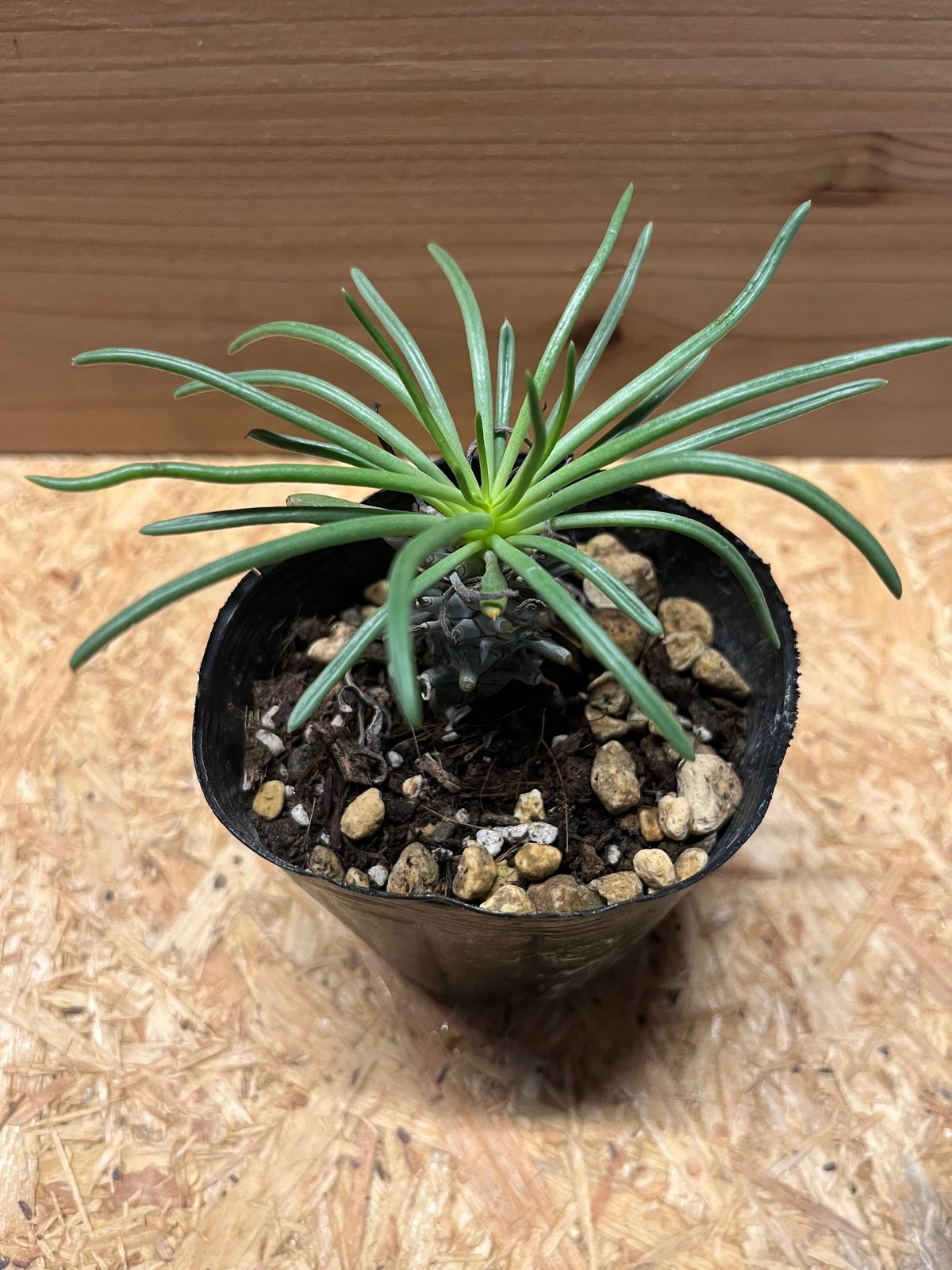 チレコドン ワリチー | GREEN LUCK