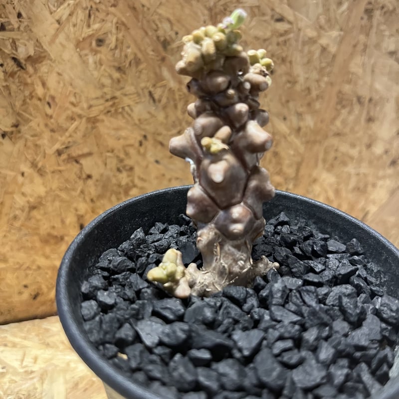 オトンナ ヘレー | GREEN LUCK