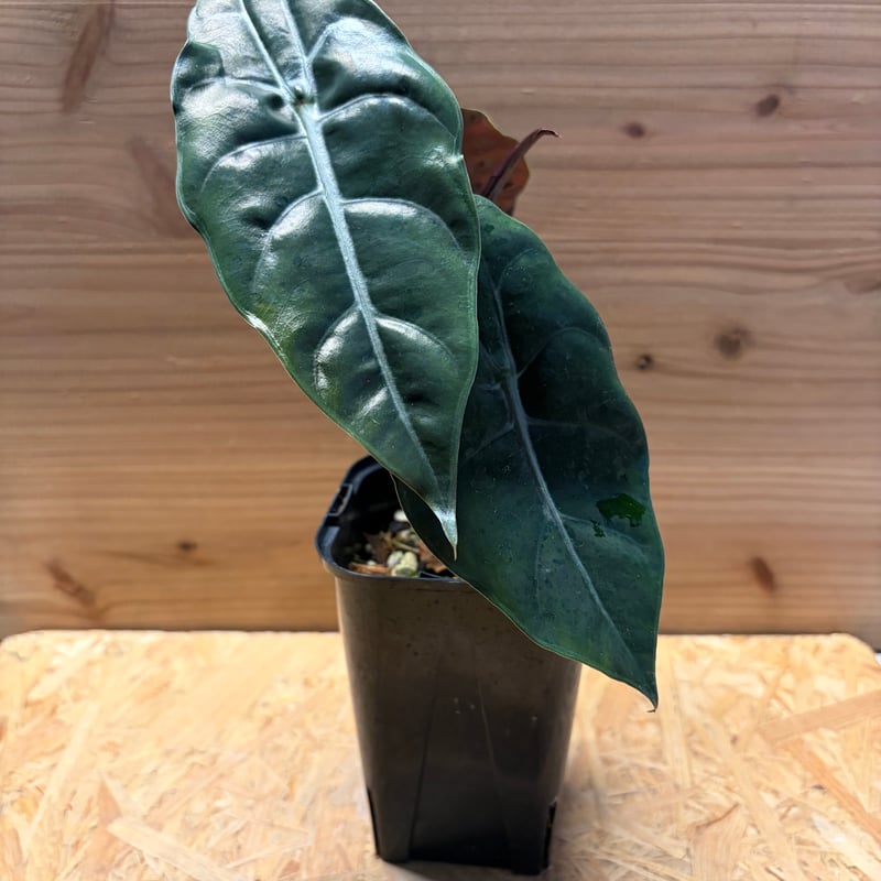 アロカシア 'シャントリエリ' | GREEN LUCK