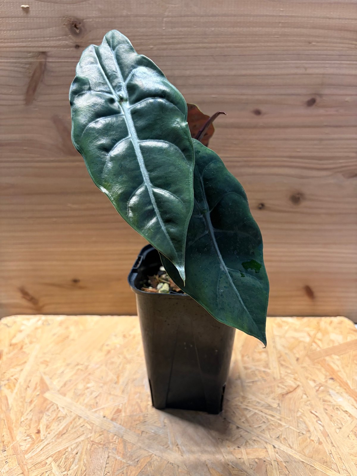 アロカシア 'シャントリエリ' | GREEN LUCK