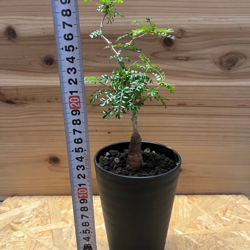 オペルクリカリア パキプス | GREEN LUCK