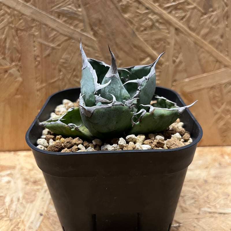 【超希少】アガベ　チタノタ　ホワイトアイス錦　発根済み アガベ チタノタ ホワイトアイス （発根済み）RF231450 | RAFLUM