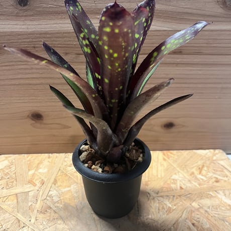 ネオレゲリア | STORES