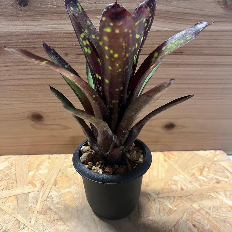 ぴ*す様 ネオレゲリア　ノスフェラトゥ　子株 ネオレゲリア ノスフェラトゥ | GREEN LUCK