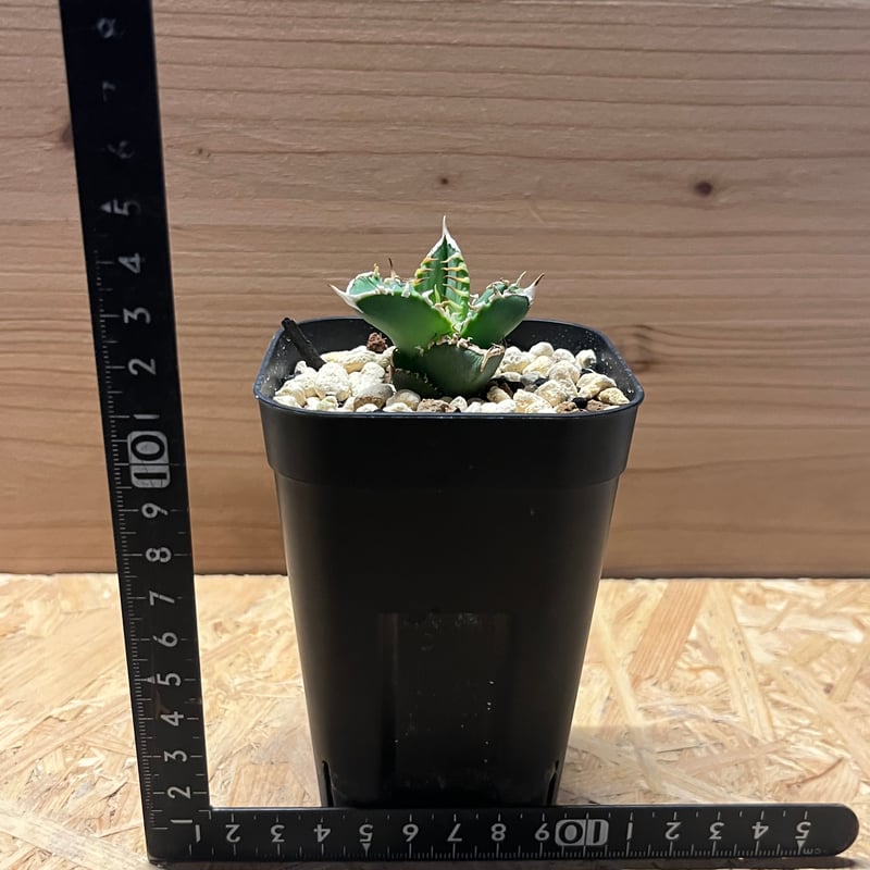 アガベ チタノタ 白毫刺 | GREEN LUCK