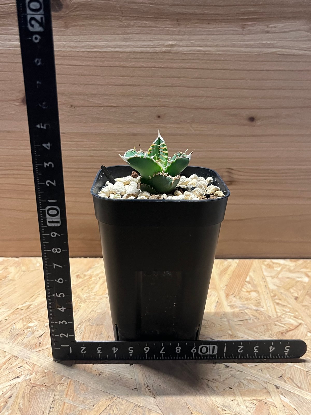 アガベ チタノタ 白毫刺 | GREEN LUCK