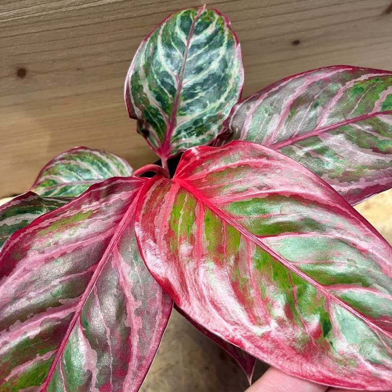 アグラオネマ 'レッドエメラルドドラゴン' | GREEN LUCK