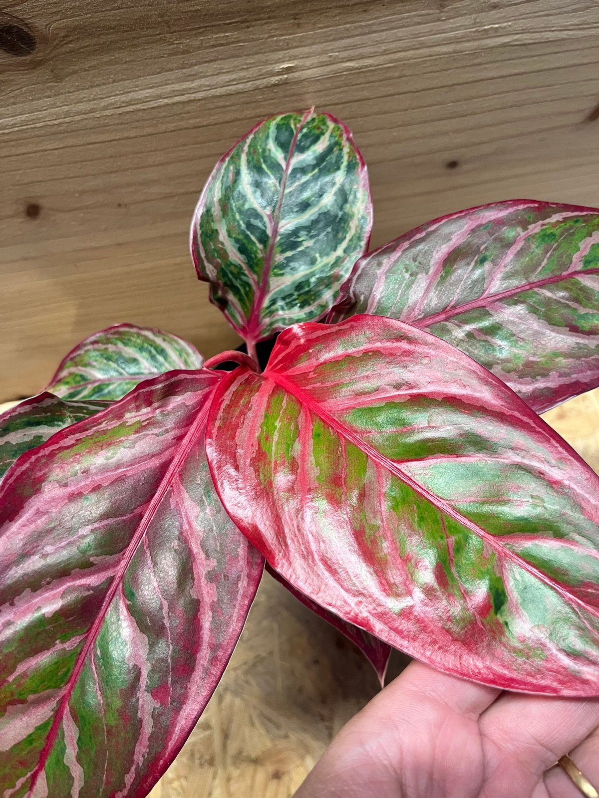 アグラオネマ 'レッドエメラルドドラゴン' | GREEN LUCK