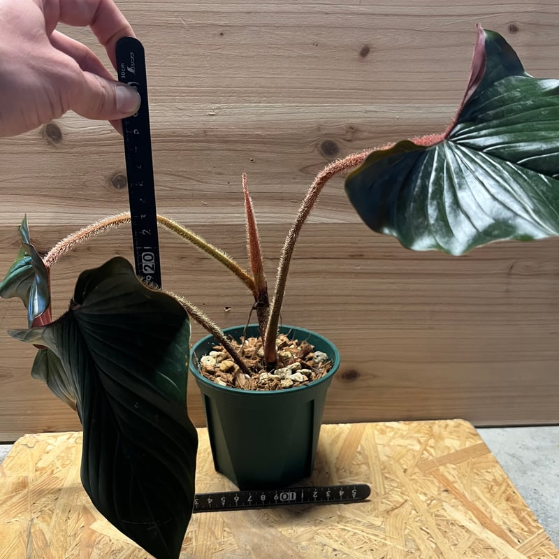 フィロデンドロン スクアミカウレ ブラッド | GREEN LUCK