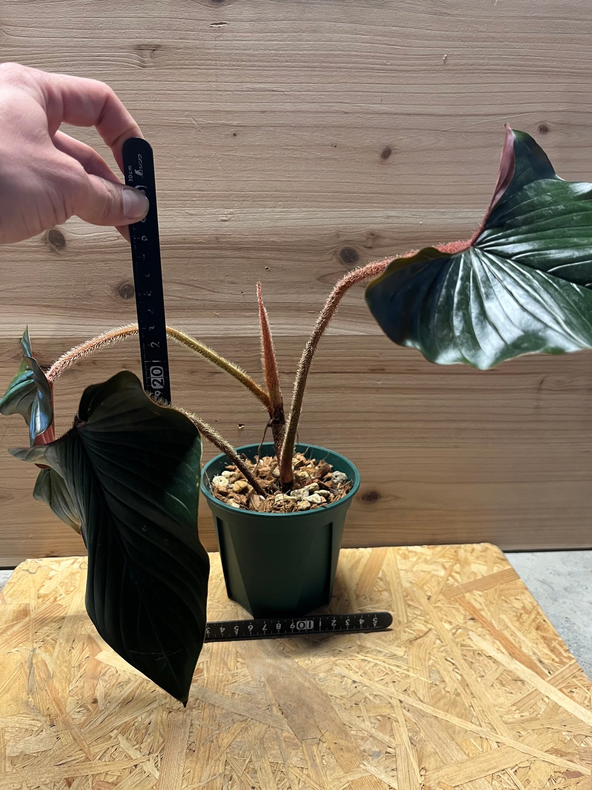 大　Philodendron squamicaule blood 大 Philodendron squamicaule blood Philodendron squamicaule blood