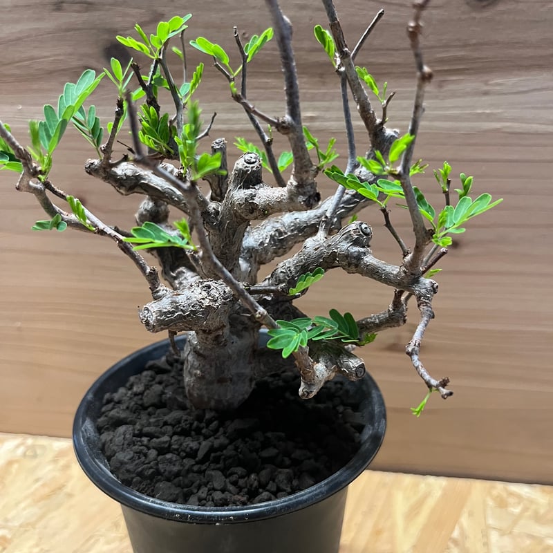 【週末限定SALE】センナ メリディオナリス センナ メリディオナリス | GREEN LUCK