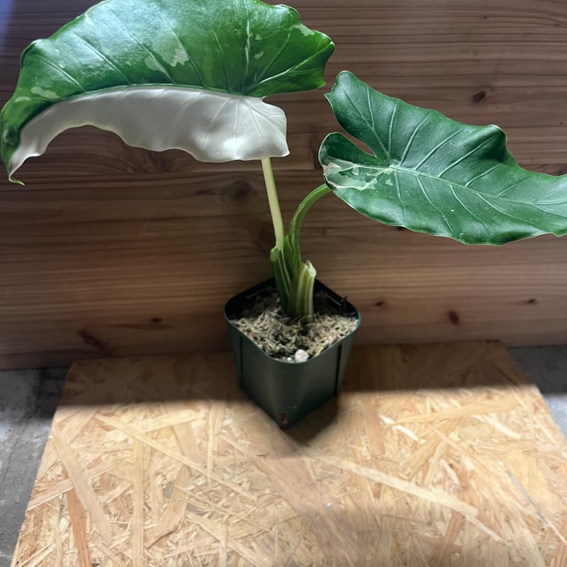 斑入りクワズイモ アロカシア オドラ オキナワシルバー | GREEN LUCK