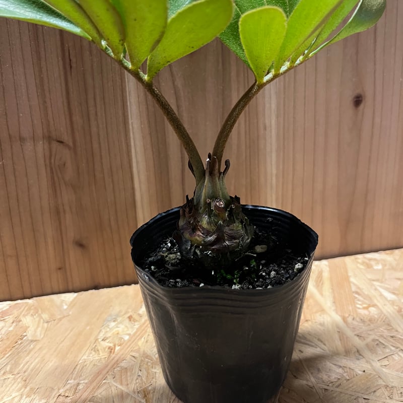 c*n様 ザミアフルフラセア（メキシコソテツ）厳選品　8寸 ザミアフルフラセア | STORES