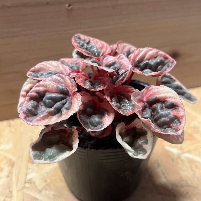 ペペロミア ストロベリークォーツ | GREEN LUCK