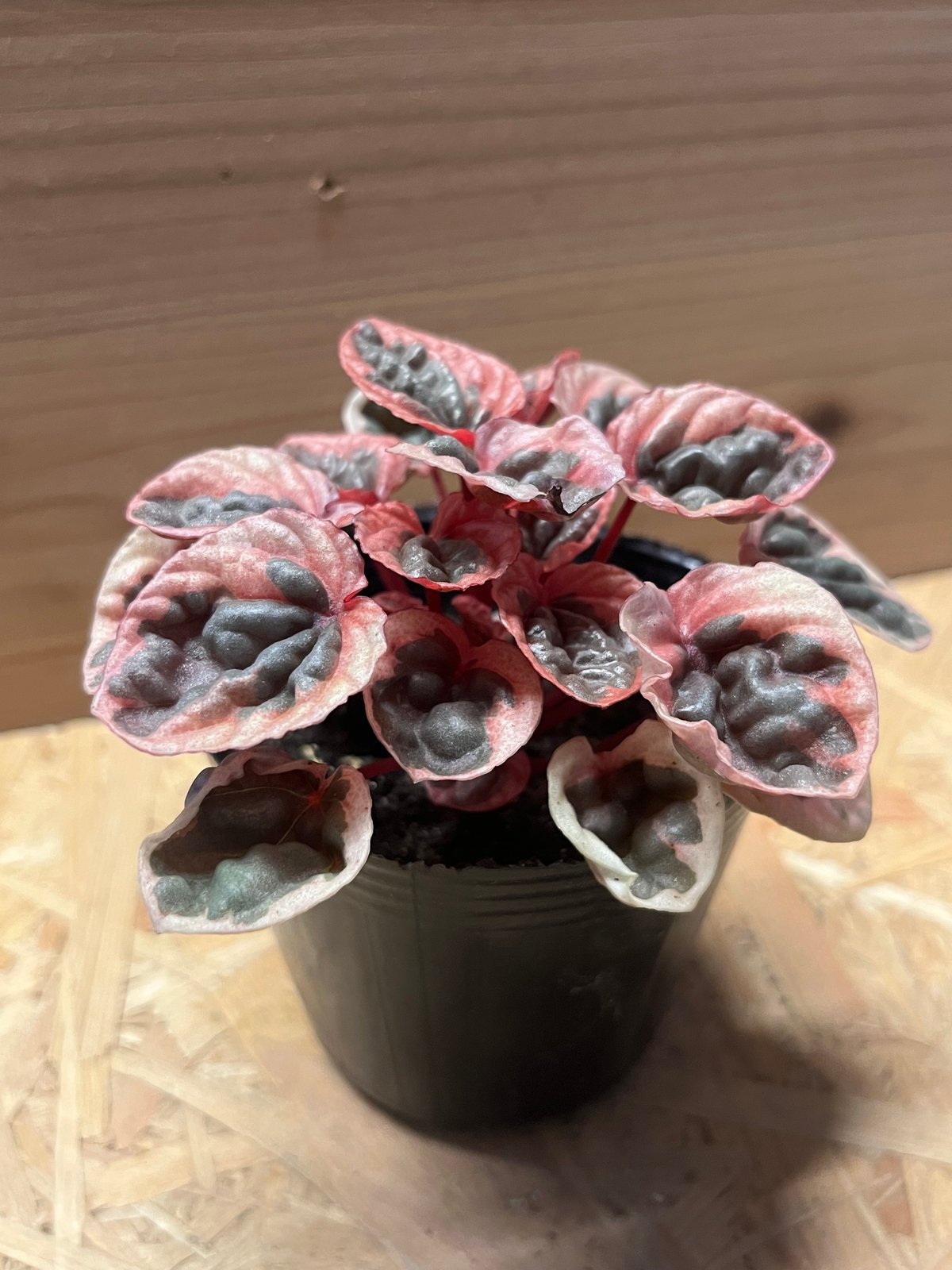 ペペロミア ストロベリークォーツ | GREEN LUCK