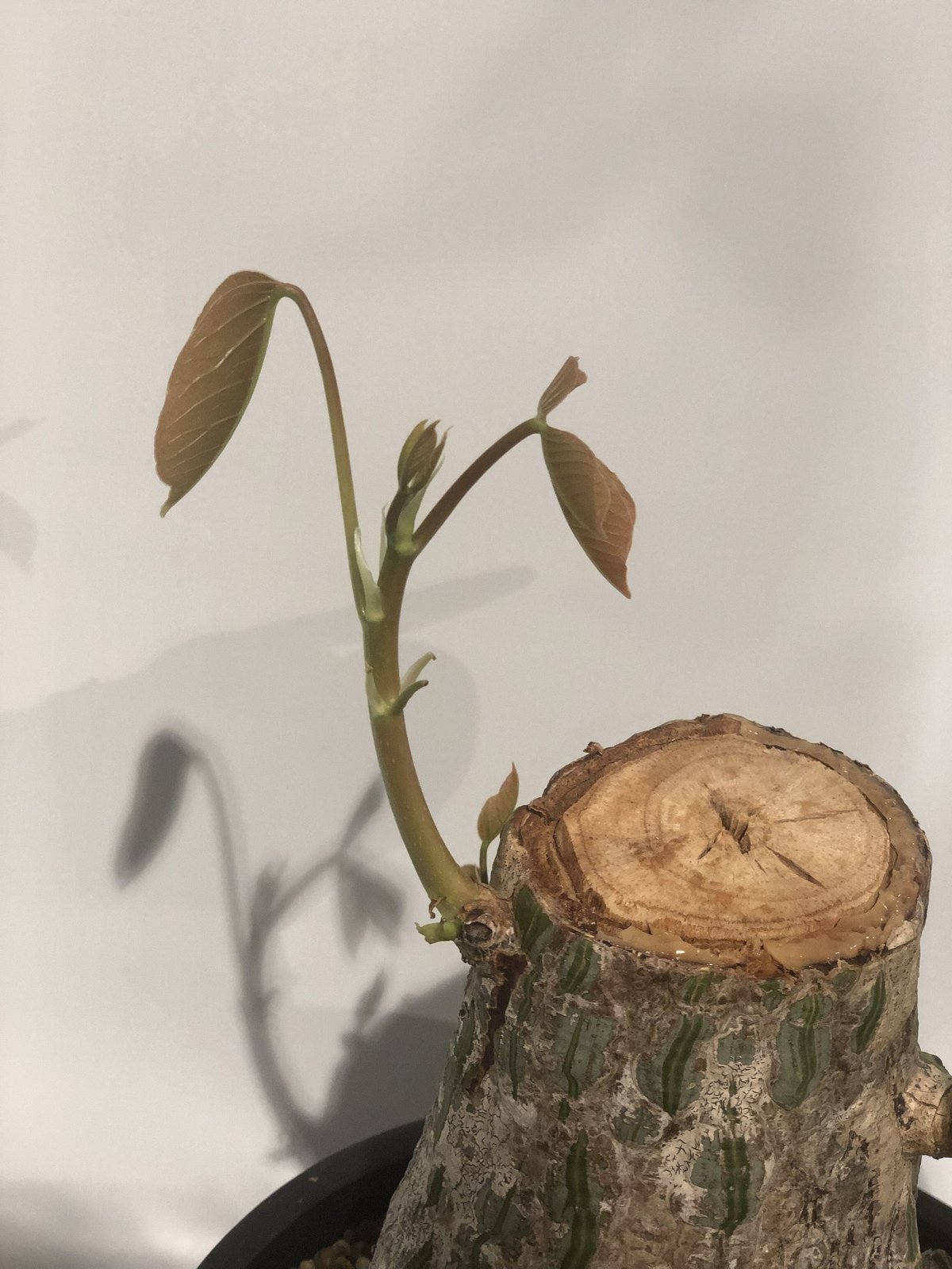 ボンバックス エリプティクム | GREEN LUCK