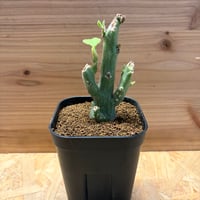 アデニア　ケラマンサス