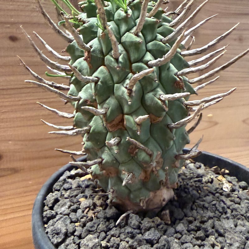 ユーフォルビア スコエンランディ 闘牛角 | GREEN LUCK