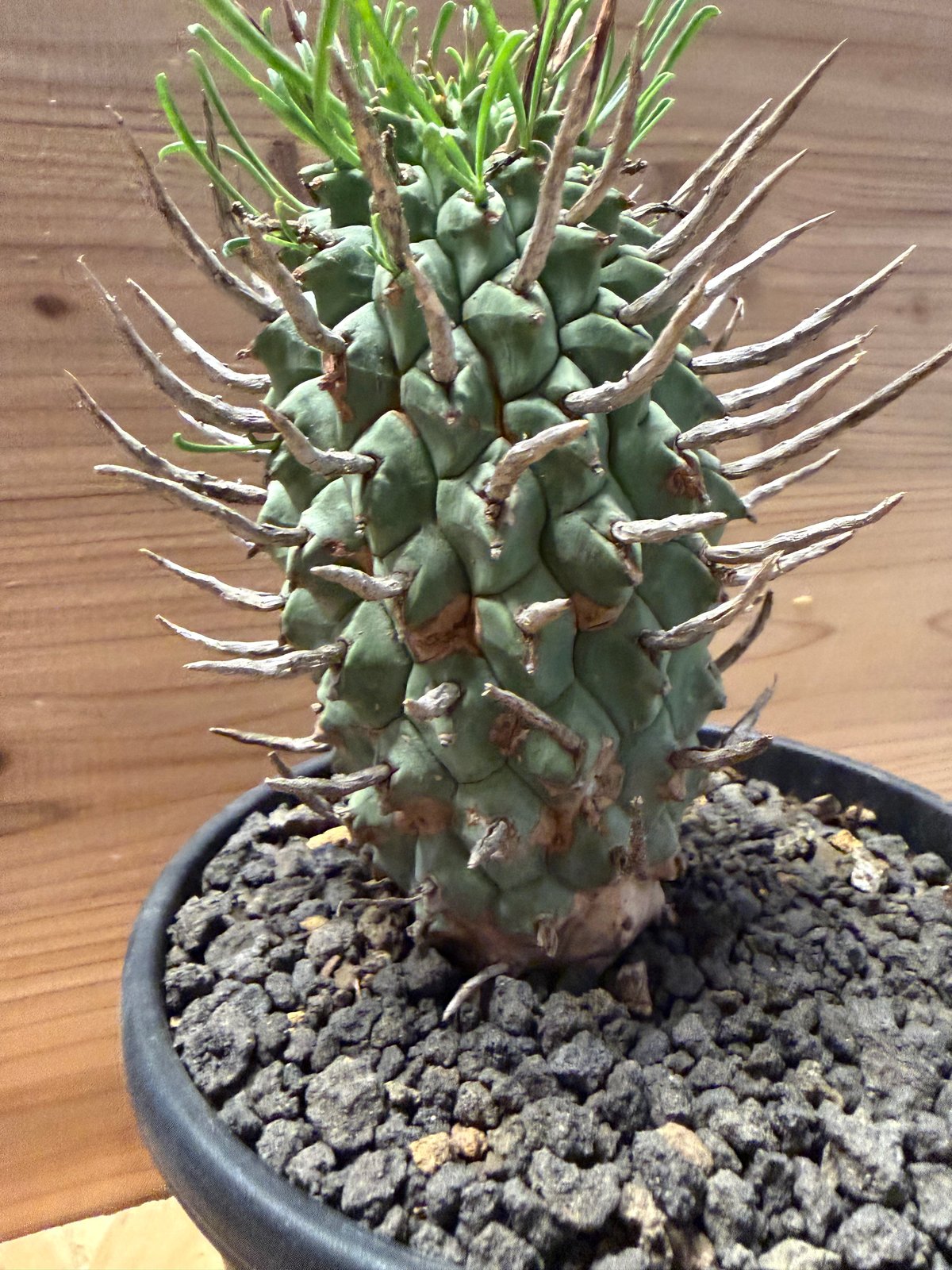 ユーフォルビア スコエンランディ 闘牛角 | GREEN LUCK