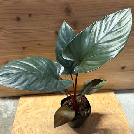 ホマロメナ | STORES