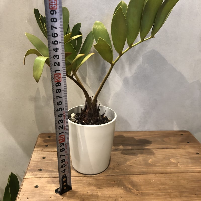 ザミア プミラ メキシコソテツ | GREEN LUCK