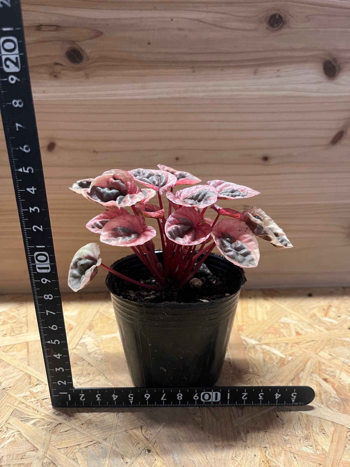 ペペロミア ストロベリークォーツ | GREEN LUCK