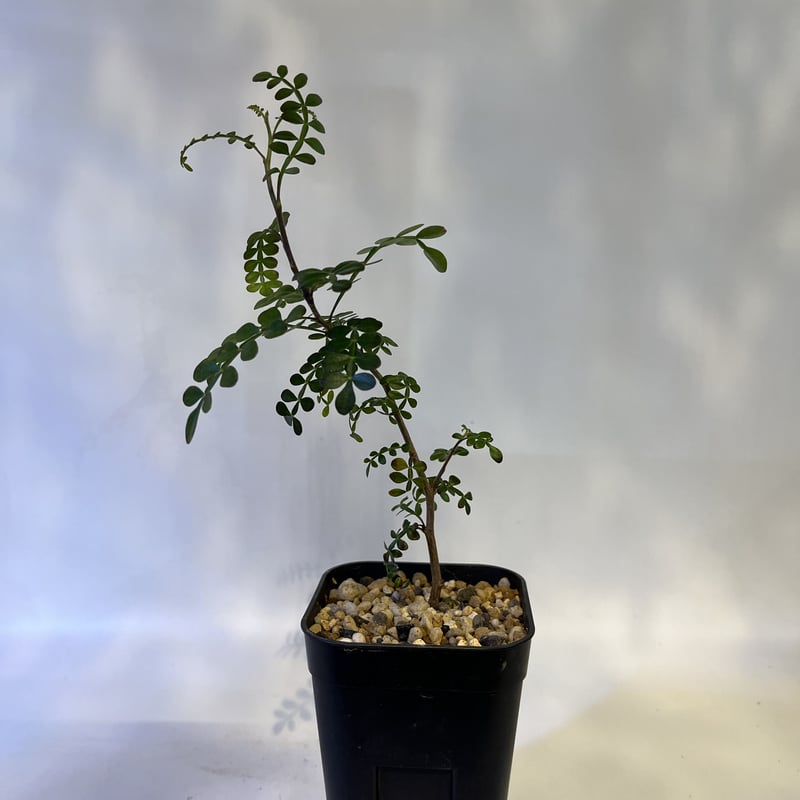 希少　斑入り　オペルクリカリア　デカリー レアなオペルクリカリア・デカリー！ 3種類 - 多肉植物通販