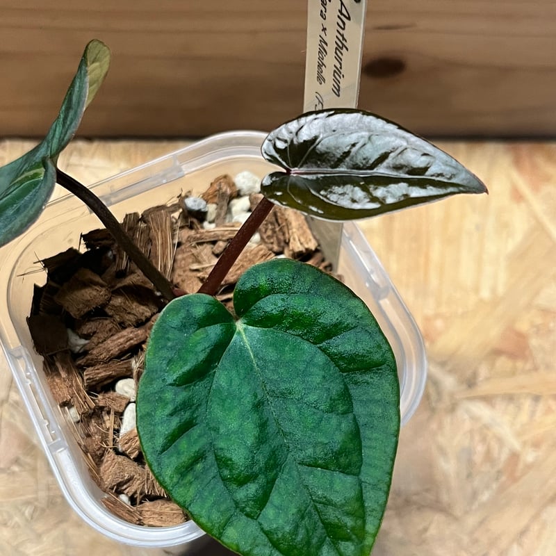 アンスリウム ザラ×ミシェル ×アントラキー 'ヤード' | GREEN LUCK