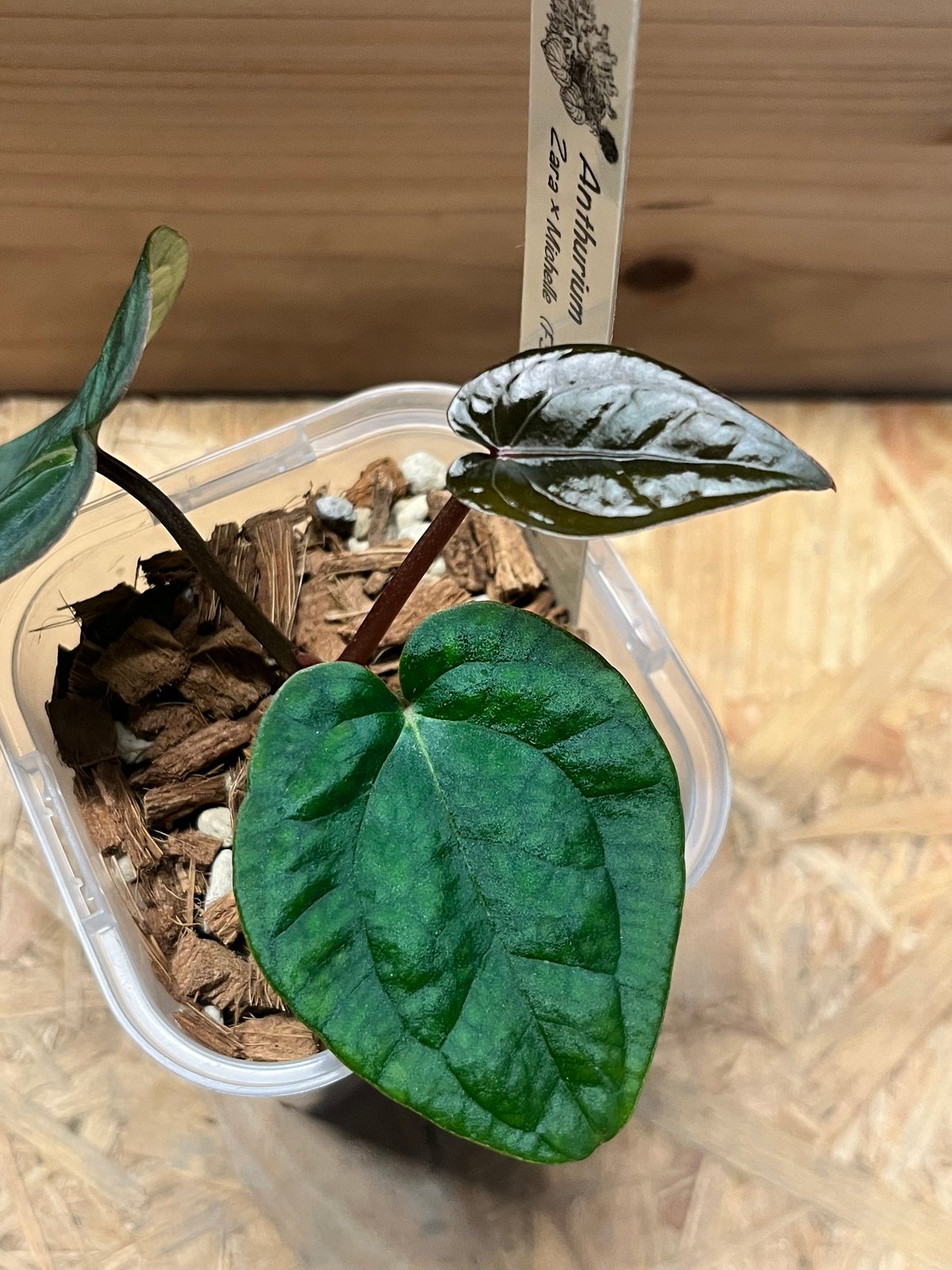 アンスリウム ザラ×ミシェル ×アントラキー 'ヤード' | GREEN LUCK