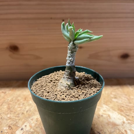 チレコドンペアルソニー | STORES 