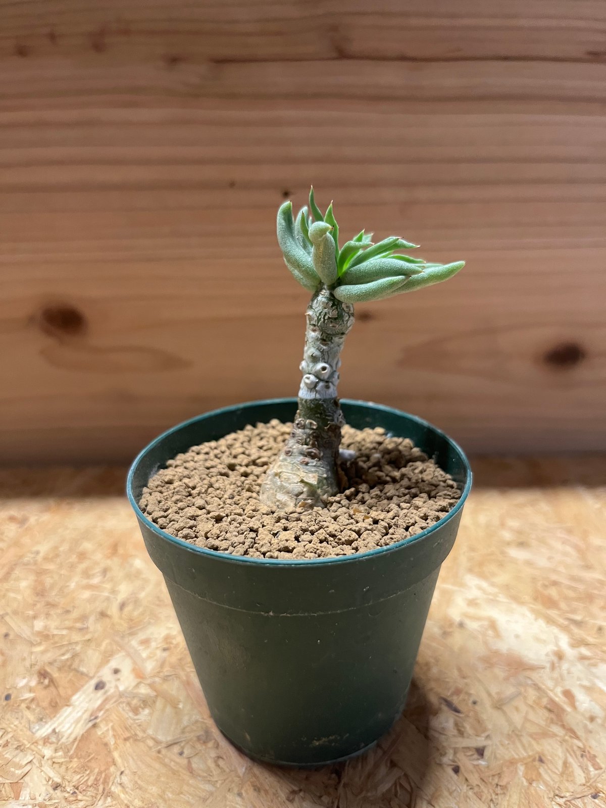 pearsonii | STORES Ramat Planter #302 × チレコドン ペアルソニー