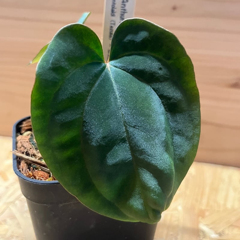 アンスリウム アントラキー×ドレスレリ | GREEN LUCK