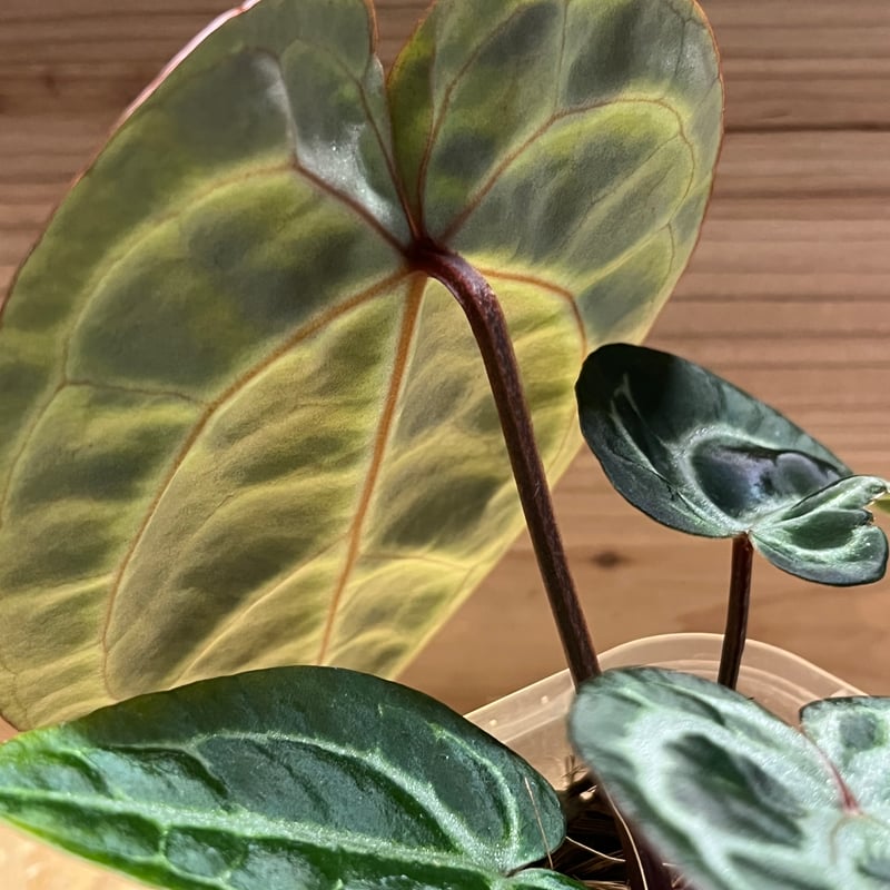 84 アンスリウム　ピンクレモネード×ミシェル　やっと入手した大人気アンスリウム 84 アンスリウム ピンクレモネード×ミシェル やっと入手した