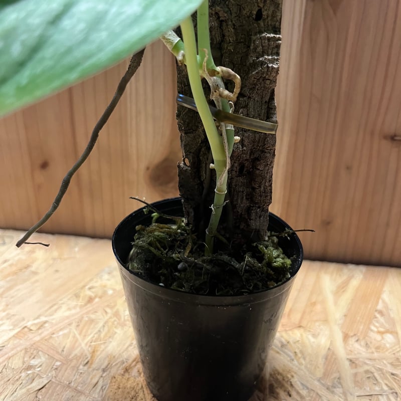 買い誠実 スキンダプサス グリーン エクゾティカ シルバー | GREEN LUCK その他観葉植物