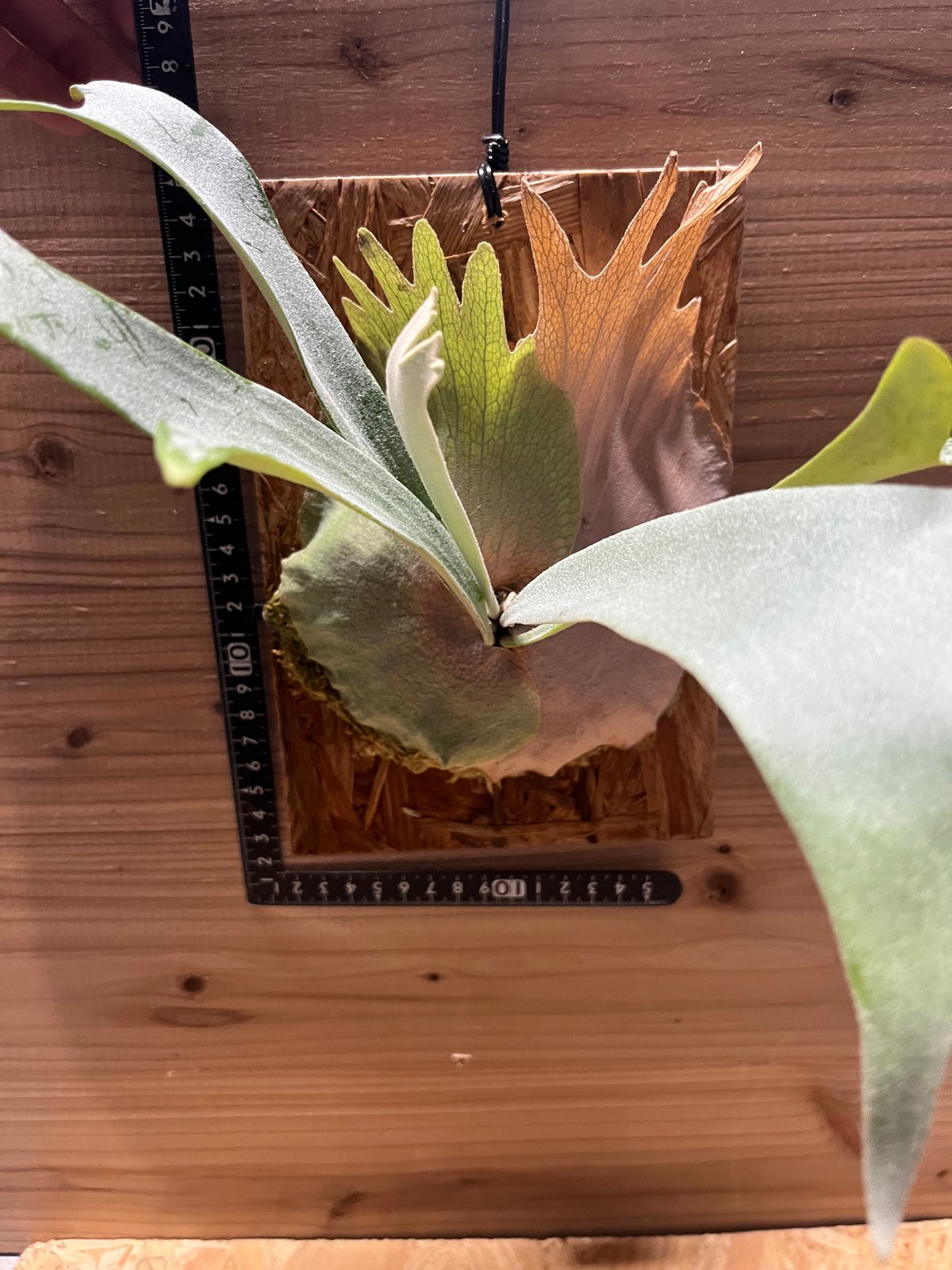 P.White Hawk ビカクシダ OC 01