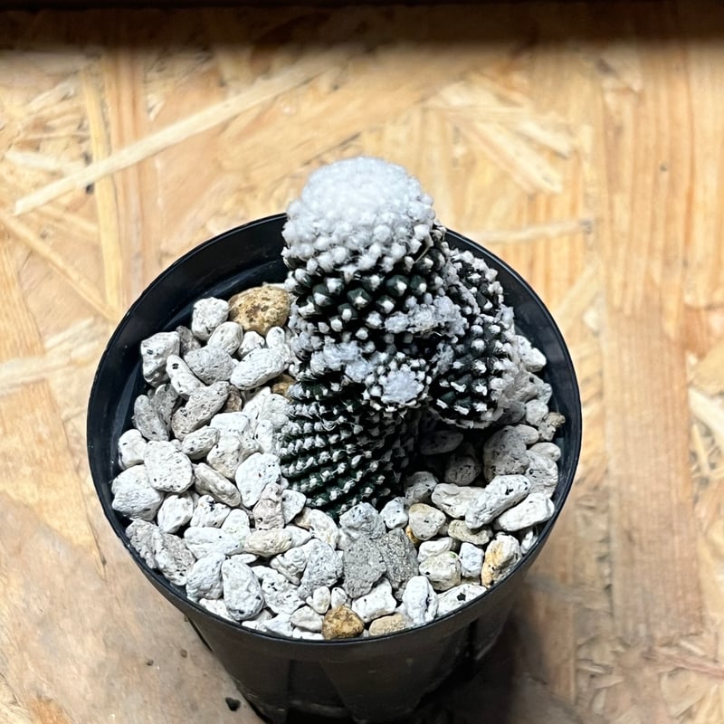 コピアポア テヌイシマ | GREEN LUCK