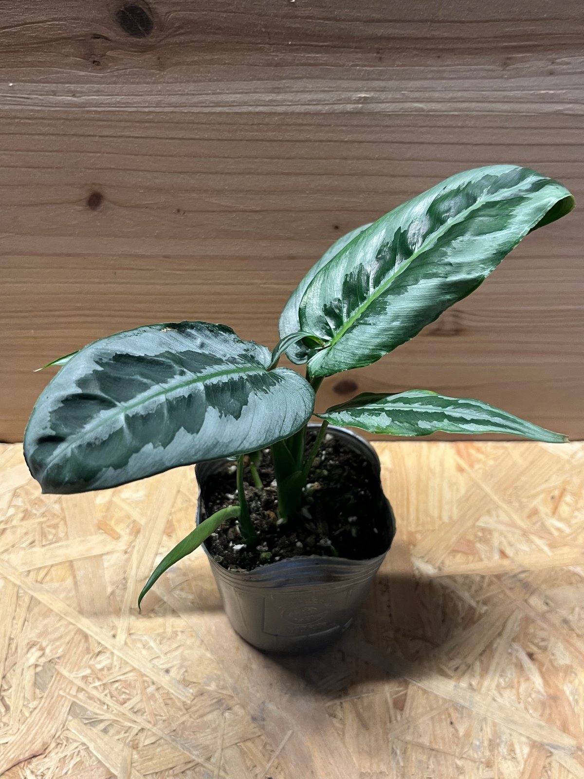 スキスマトグロッティス ハイナエンシス | GREEN LUCK