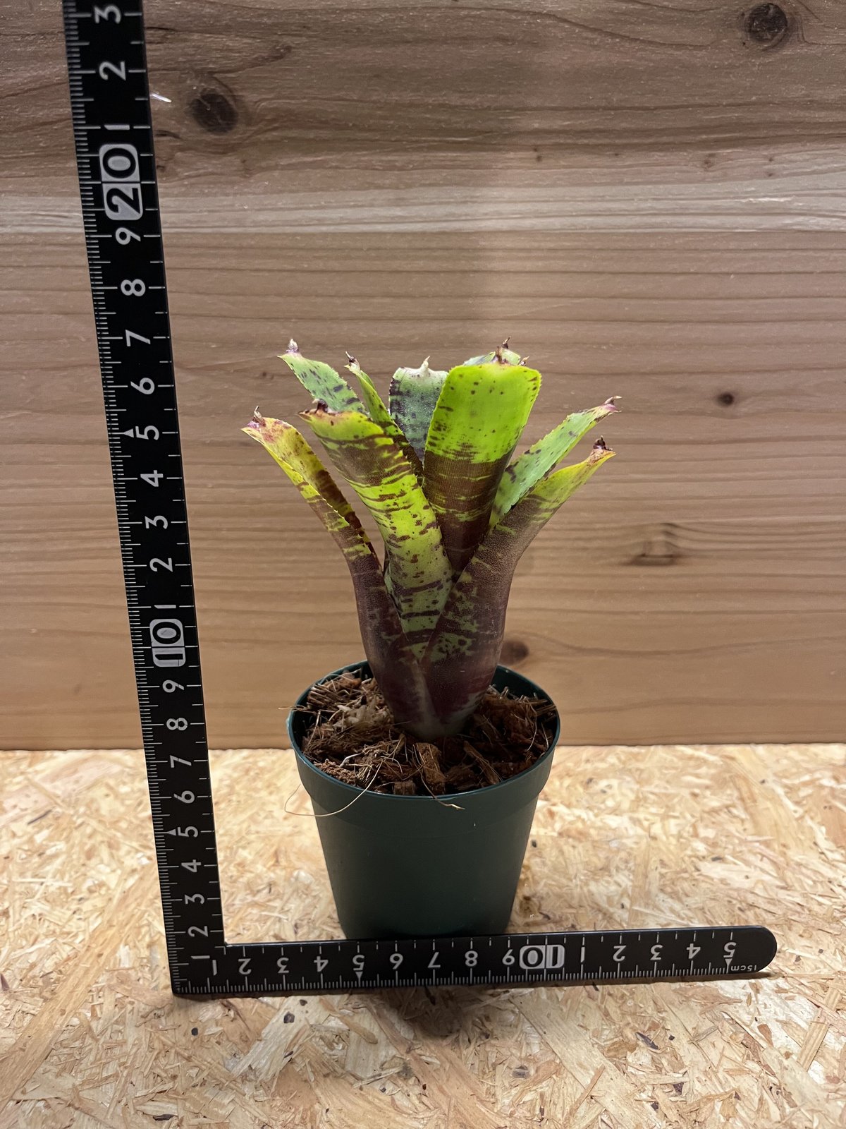 ネオレゲリア タイガーカブ | GREEN LUCK