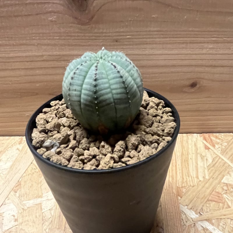 ユーフォルビア オベサ オベサhyb 群生type A2678☆ユーフォルビア 多肉植物☆浦部陽向園