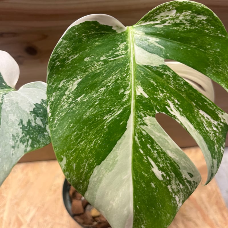 極斑タイプ 斑入りモンステラ ボルシギアナ バリエガータ | GREEN LUCK