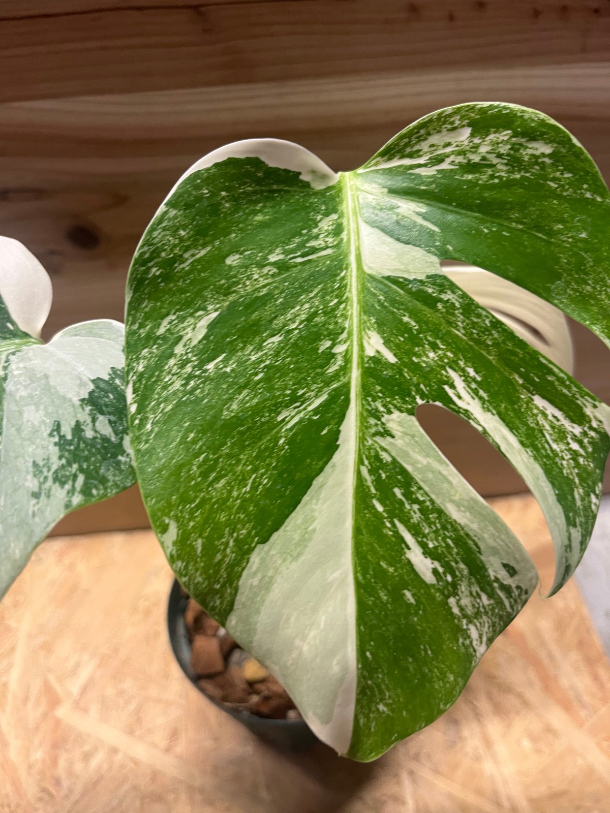 極斑タイプ 斑入りモンステラ ボルシギアナ バリエガータ | GREEN LUCK
