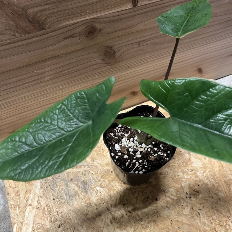 アロカシア スカルプラム | GREEN LUCK