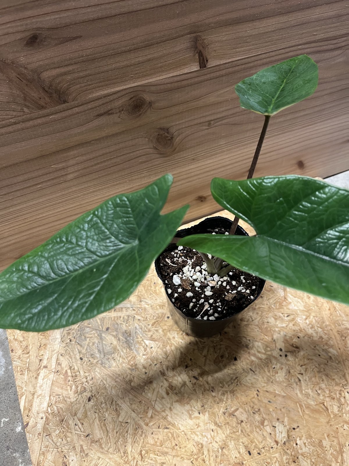 アロカシア スカルプラム 斑入り 楽天市場】アロカシア スカルプラム スカルプルム 観葉植物