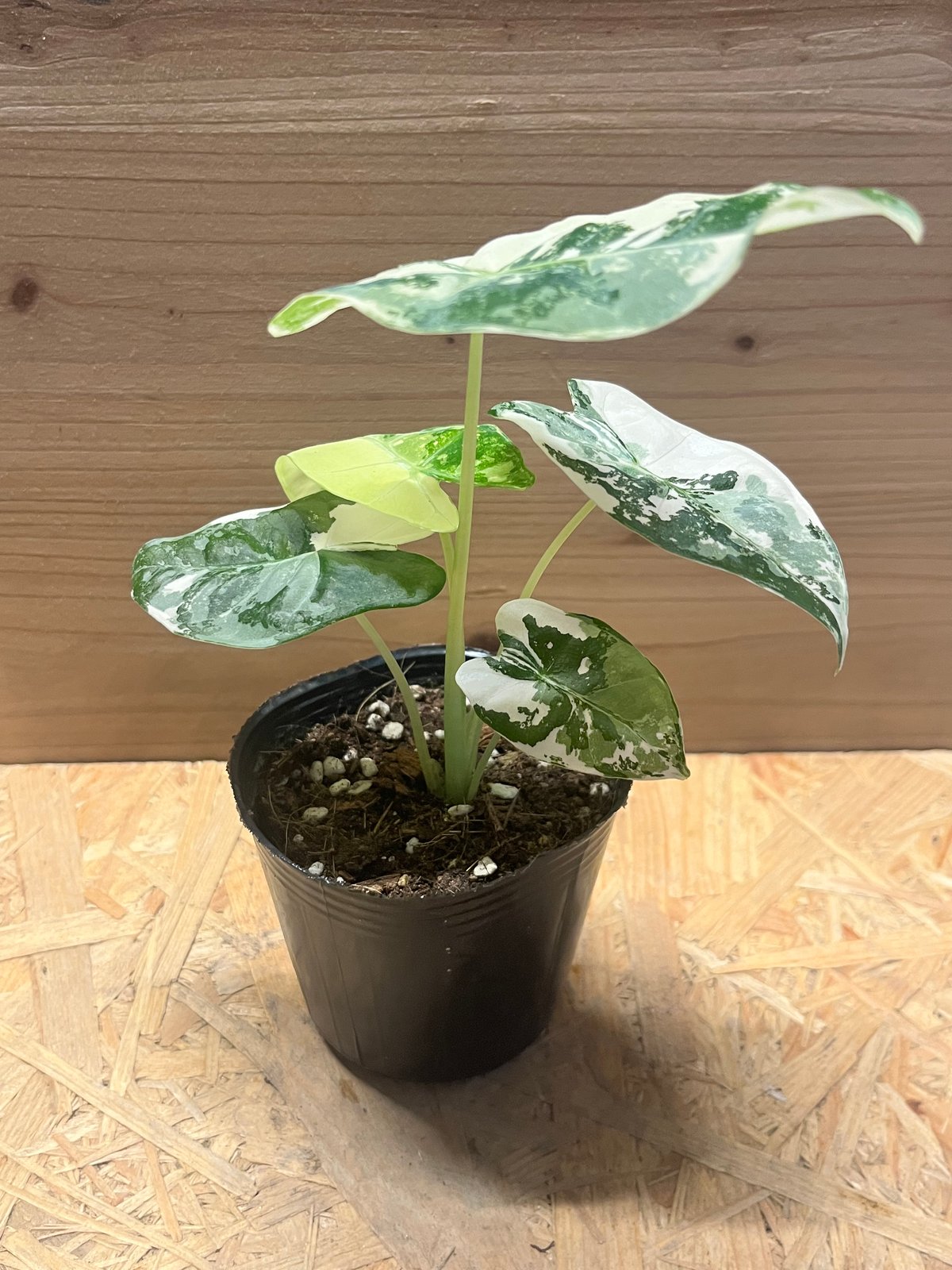 アロカシア グリーンベルット 斑入り | GREEN LUCK