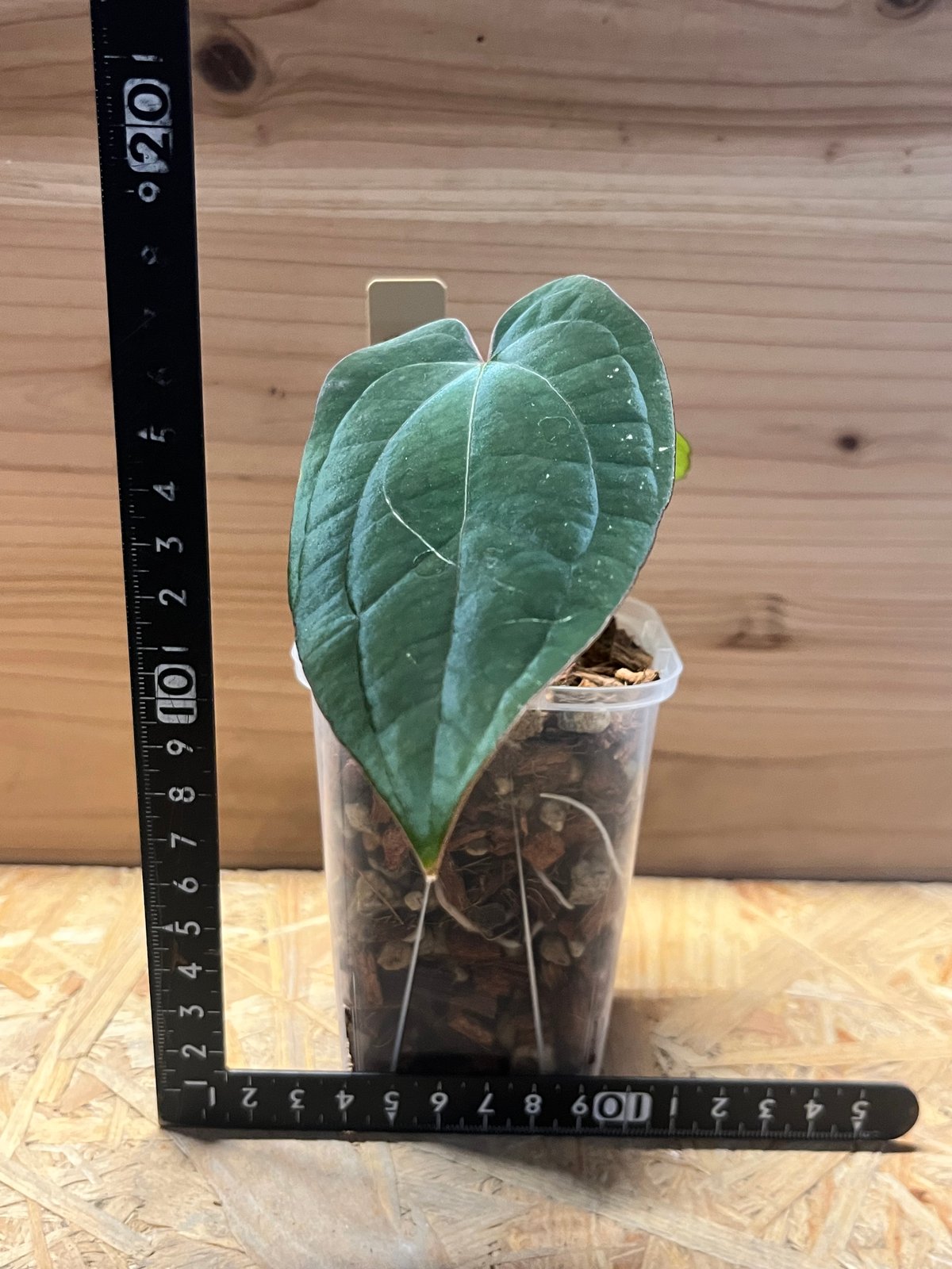 アンスリウム アントラキー×レッドダークフェニックス | GREEN LUCK