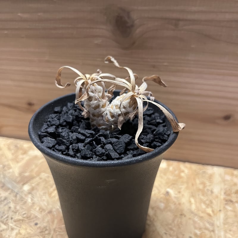 オトンナ レトロルサ | GREEN LUCK