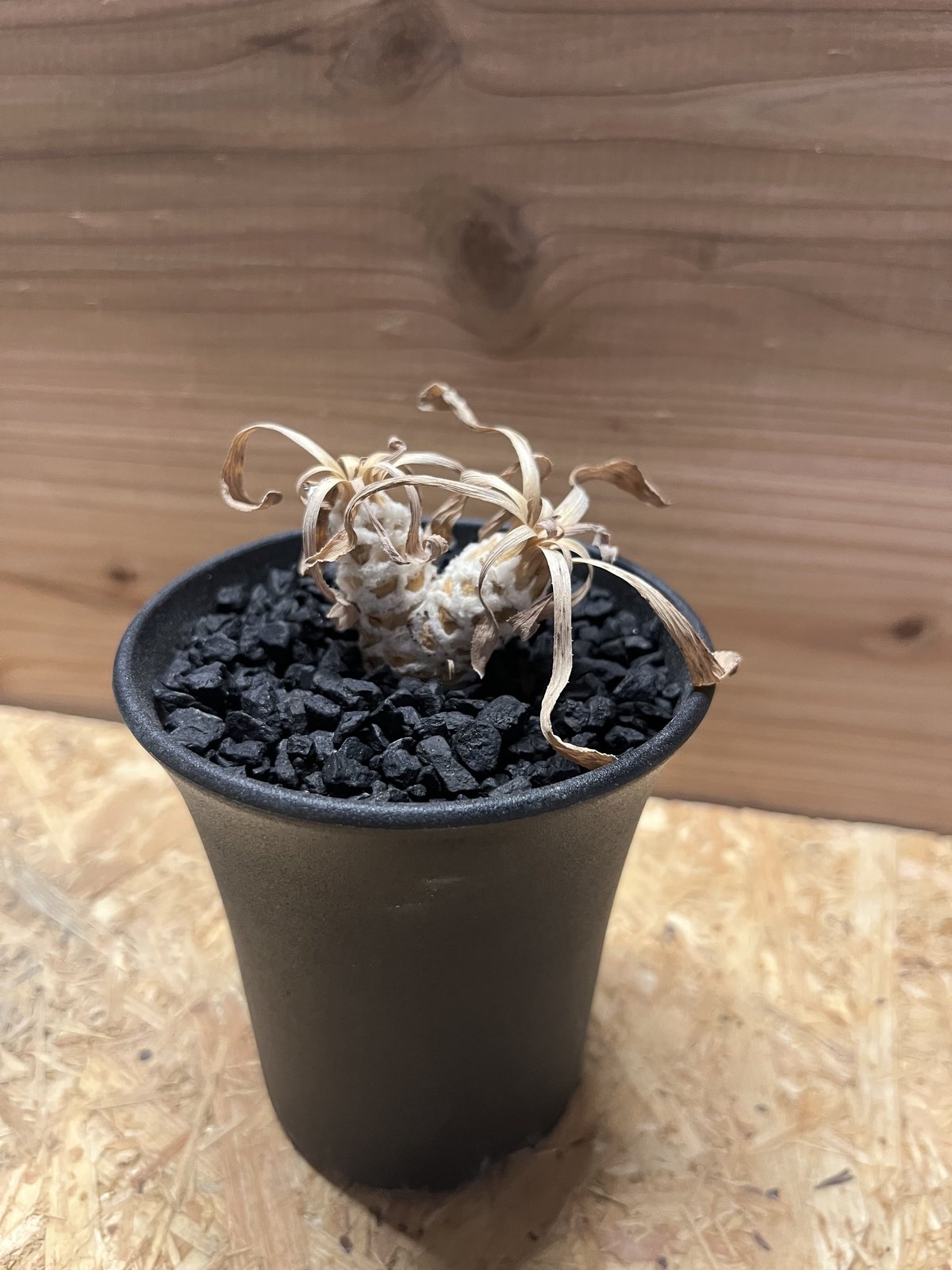 オトンナ レトロルサ | GREEN LUCK